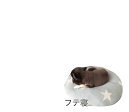 18590052
