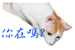 18704982