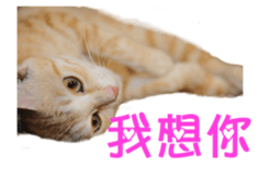 18704990
