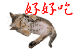 18704992