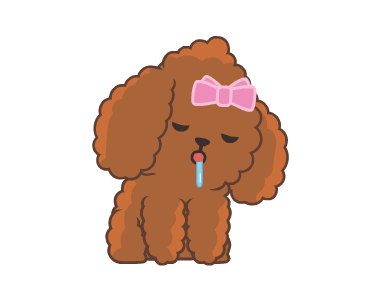 Bella The Princess Poodle รูปที่ 6