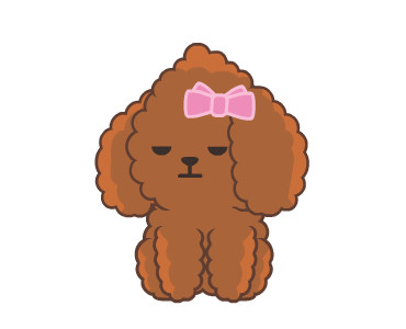 Bella The Princess Poodle รูปที่ 8