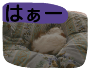 18770286