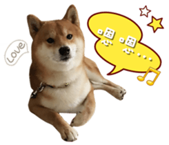 18853305