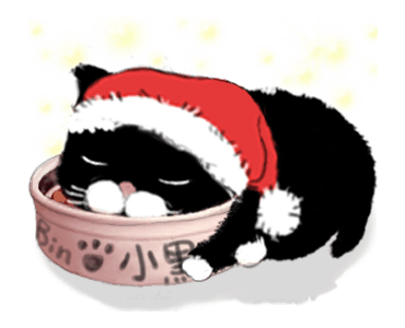 Black bean cat-IN01 รูปที่ 8