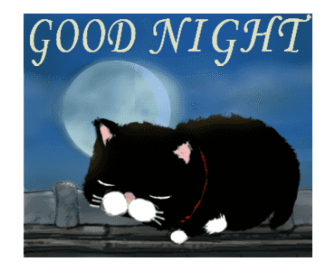 Black bean cat -IN03 รูปที่ 8