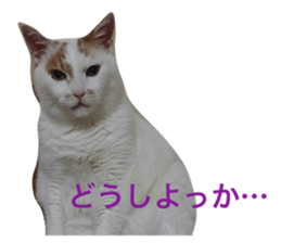 19017667