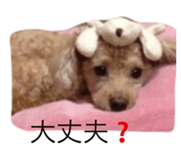 19040851
