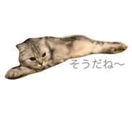 19044215