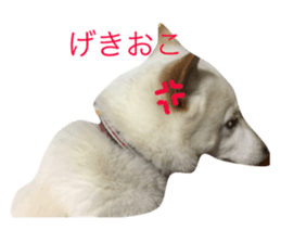 19045381