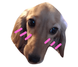 19066568