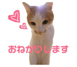 190855915