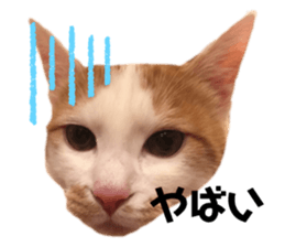 190855919