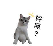 190943907