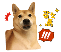 19126267
