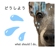 194201456