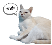 194780406
