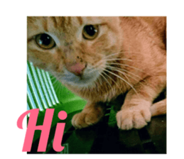 196204029