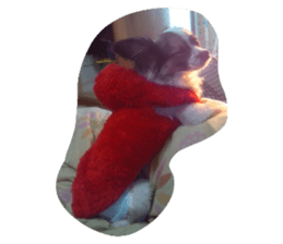 19884093