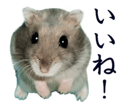 20012216