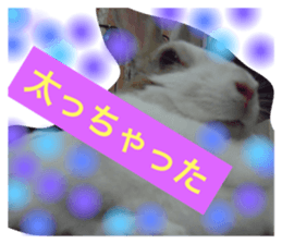 20085251