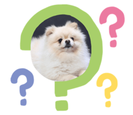 201946619
