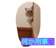 20251929