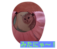 20251935