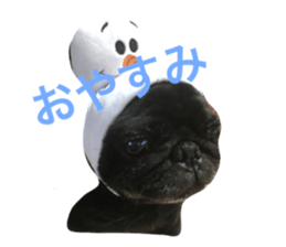 20268447