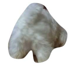 20291831