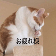 202976366