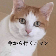 202976372