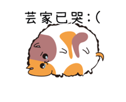203040306