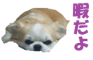 20311350