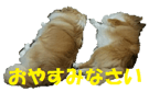 20311356