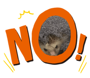 203656074