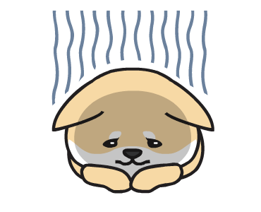 Baby Shiba Inu รูปที่ 3