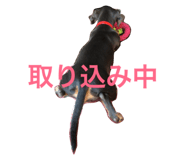 20420697
