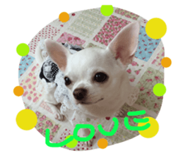 20488440