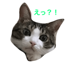 20510338