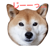 20510857