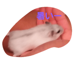 20514471