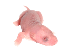206016502