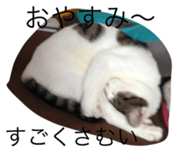 20608253