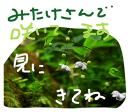 20703249