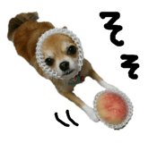 207075077