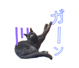 207075372