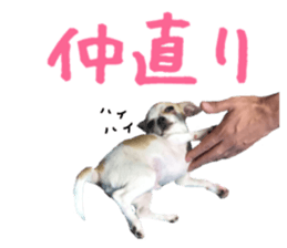 207076064