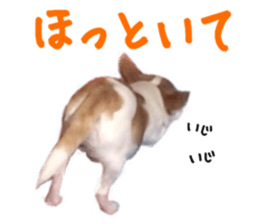207076079