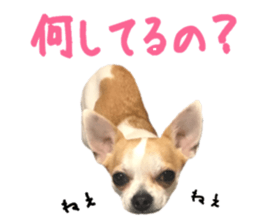 207076080